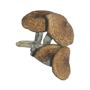 Burma Magic Mushrooms