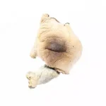 Tidal Wave Magic Mushrooms