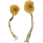 Treasure Coast Magic Mushrooms