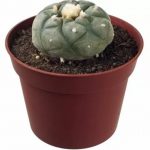 Peyote Cactus For Sale in UK