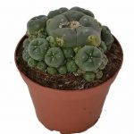 Peyote Cluster Lophophora Williamsii For Sale in UK