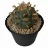 Peyote Cactus For Sale in UK